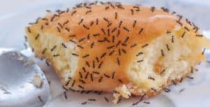 formiche nel cibo